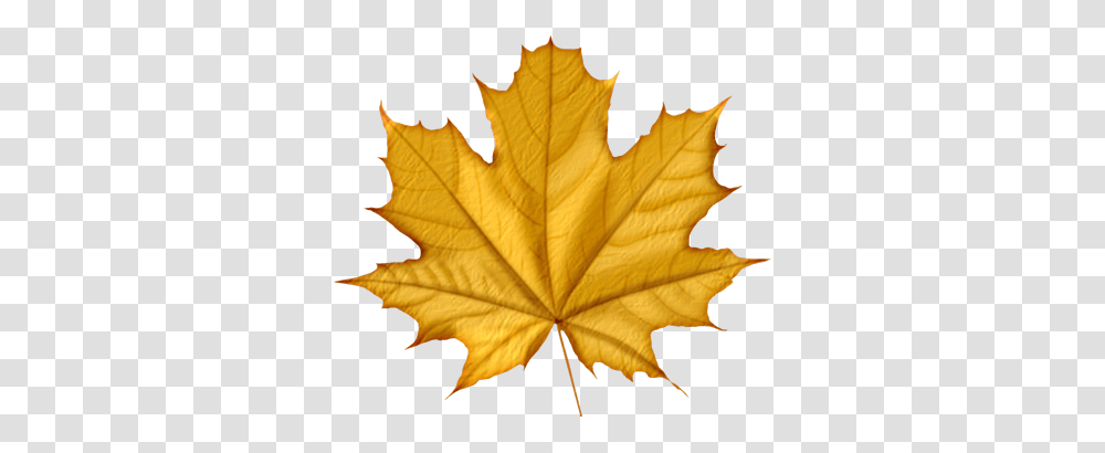 Autumn Leaves Clipart, Leaf, Plant, Tree, Maple Leaf Transparent Png