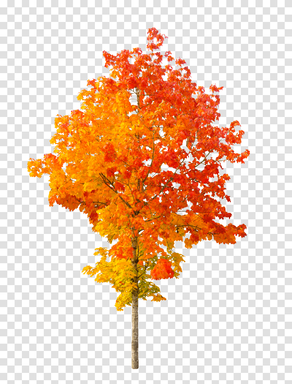 Autumn Leaves Clipart Mart Autumn Tree Transparent Png