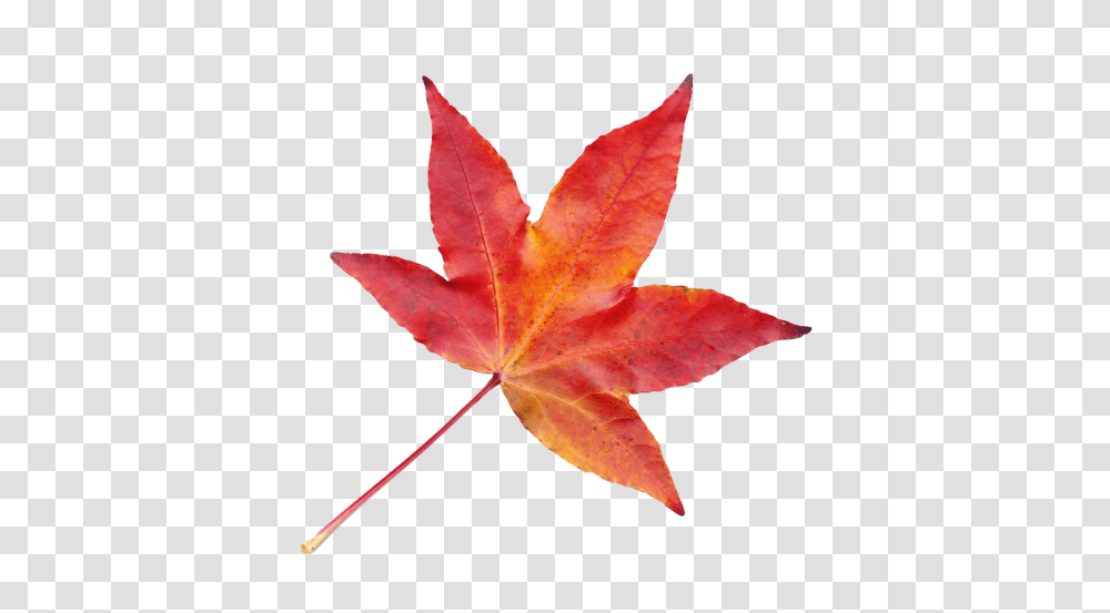 Autumn Leaves Clipart Photos 23483 Transparentpng Fall Leaf, Plant, Tree, Maple, Maple Leaf Transparent Png