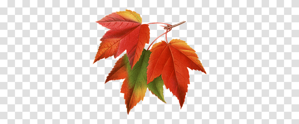Autumn Leaves Clipart Photos 23483 Transparentpng Maple Leaves Background, Leaf, Plant, Tree, Maple Leaf Transparent Png