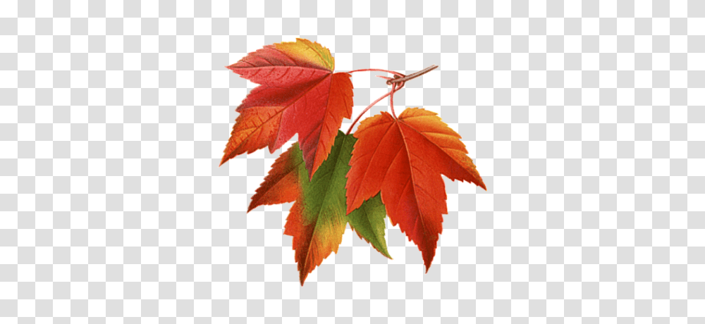 Autumn Leaves Clipart Photos, Leaf, Plant, Tree, Maple Transparent Png