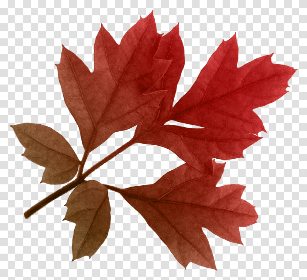 Autumn Leaves Clipart Red Leaves Background, Leaf, Plant, Tree, Rose Transparent Png