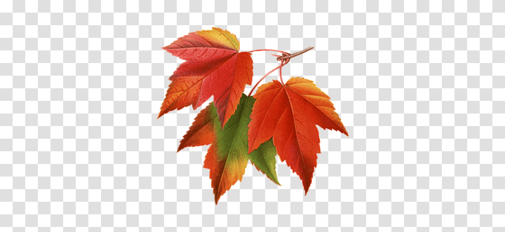 Autumn Leaves Collage Leaves Autumn Autumn Leaves, Leaf, Plant, Tree, Maple Transparent Png