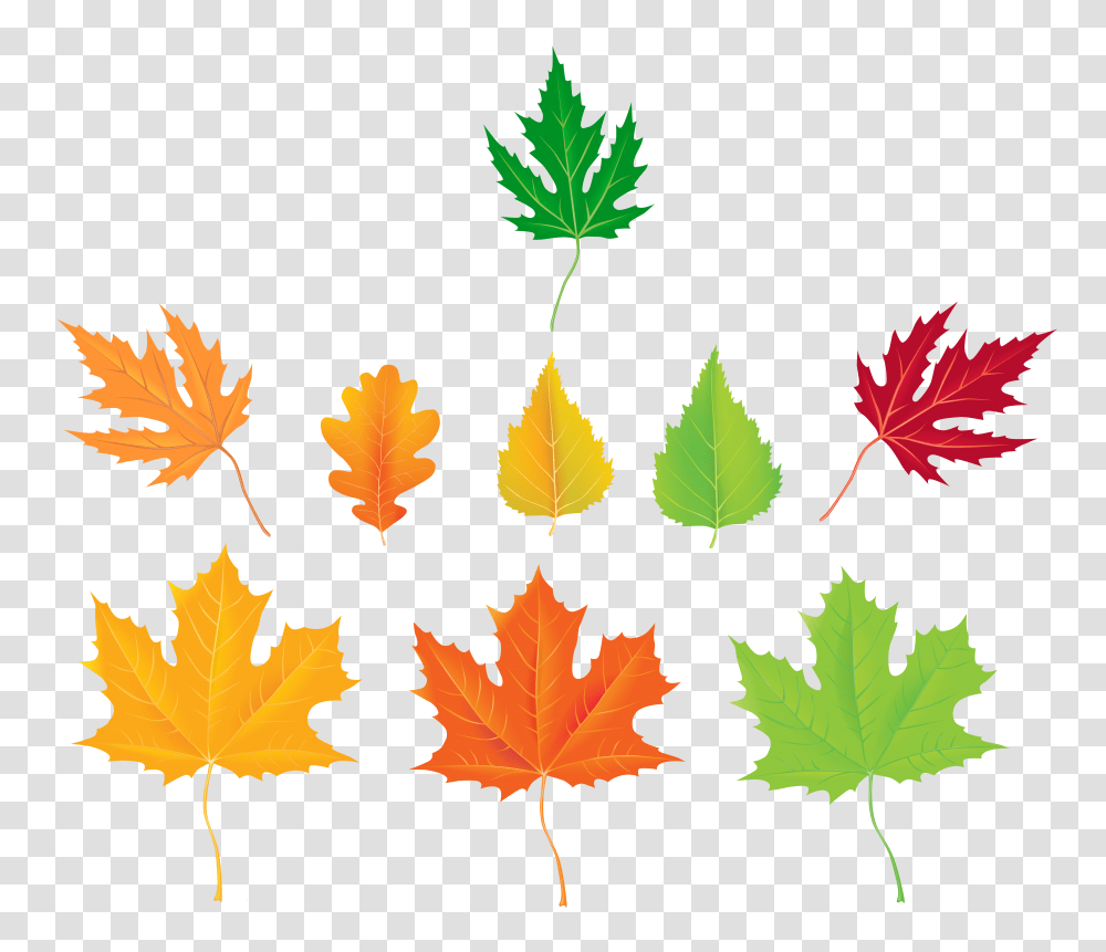 Autumn Leaves Collection Clipart, Leaf, Plant, Collage, Poster Transparent Png