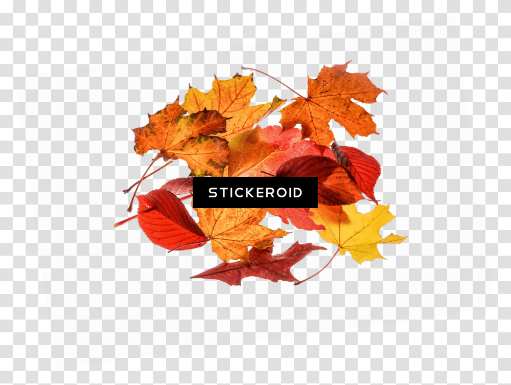 Autumn Leaves Collection Portable Network Graphics, Leaf, Plant, Tree, Maple Transparent Png