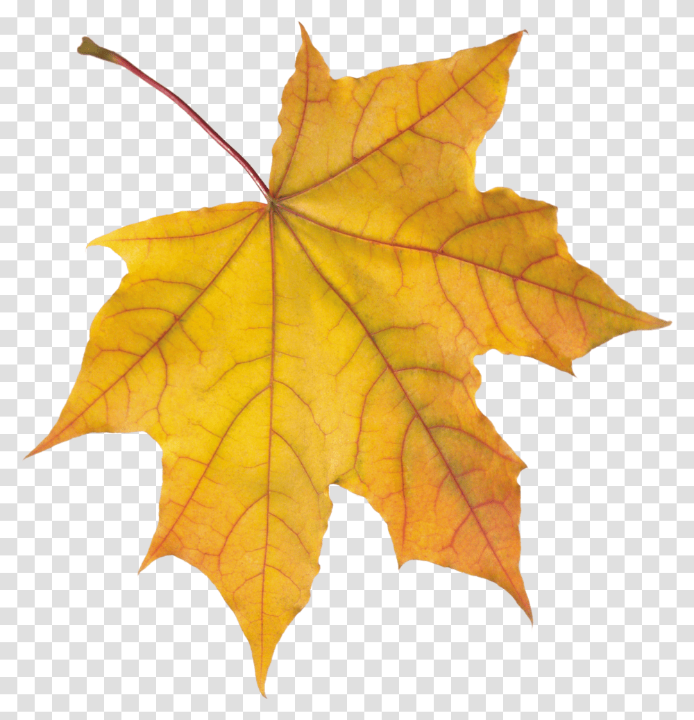 Autumn Leaves Colours Of Autum Leaves Transparent Png