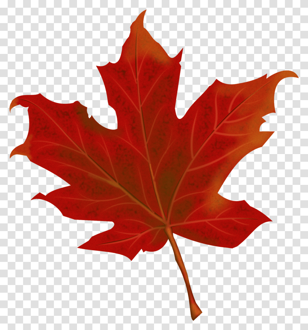 Autumn Leaves Fall Image Maple Leaf, Plant, Tree Transparent Png