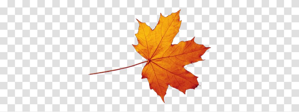 Autumn Leaves Falling Autumn Leaf Background, Plant, Tree, Maple, Person Transparent Png