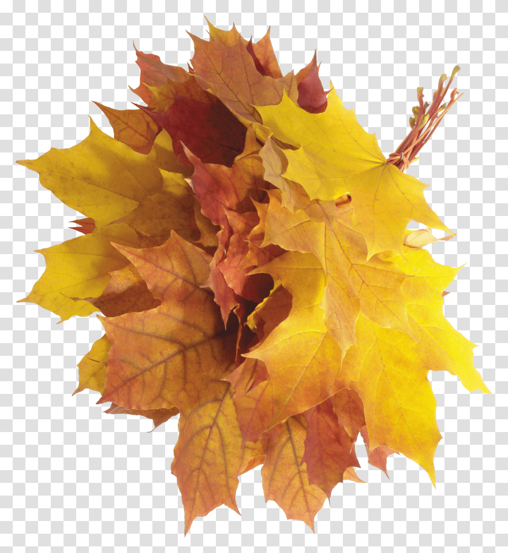 листья осенние фото пнг