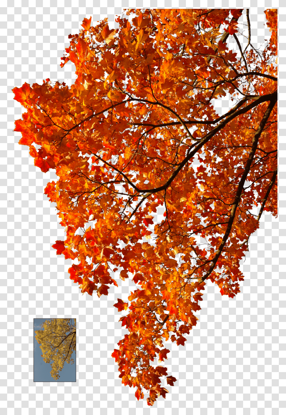Autumn Leaves Falling Clipart Stock Autumn Autumn Leaves Tree, Leaf, Plant, Maple, Maple Leaf Transparent Png