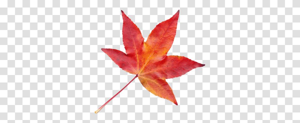 Autumn Leaves Free Autumn Leaf, Plant, Tree, Maple, Maple Leaf Transparent Png