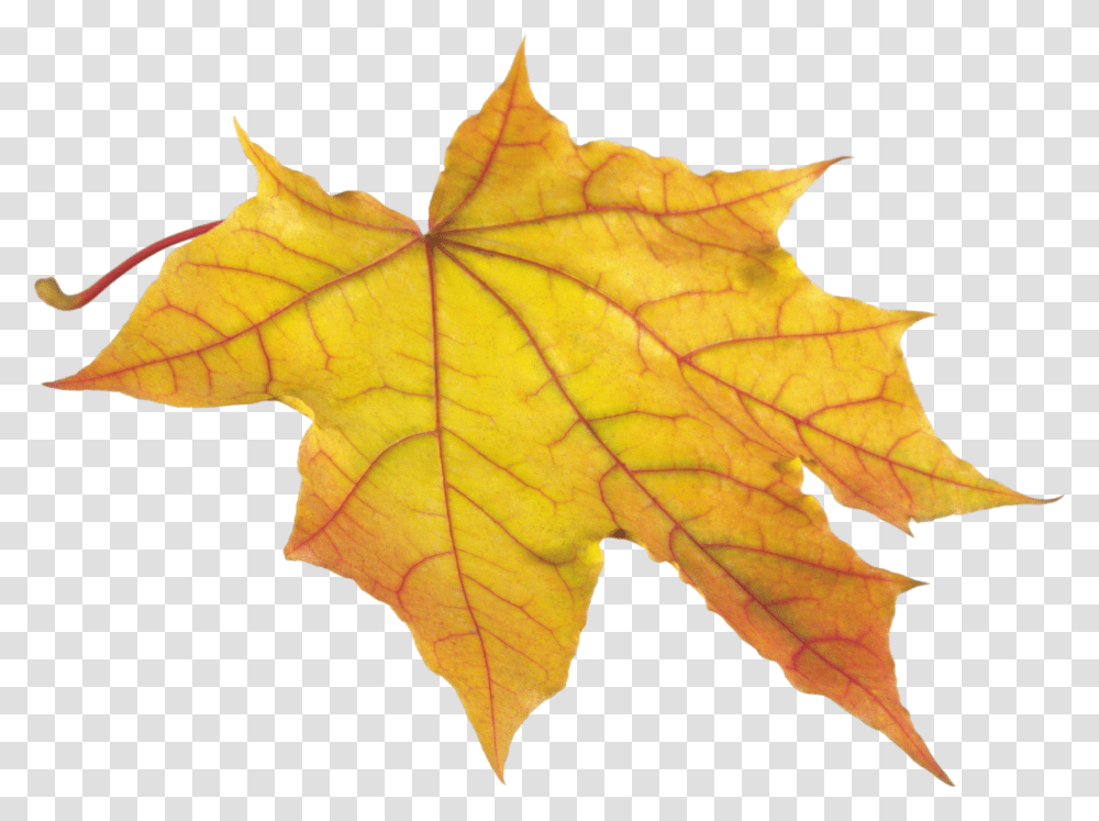 Autumn Leaves Icon Yellow Leaf Transparent Png