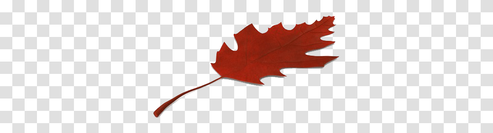 Autumn Leaves Image Hd Maple Leaf, Plant, Tree Transparent Png