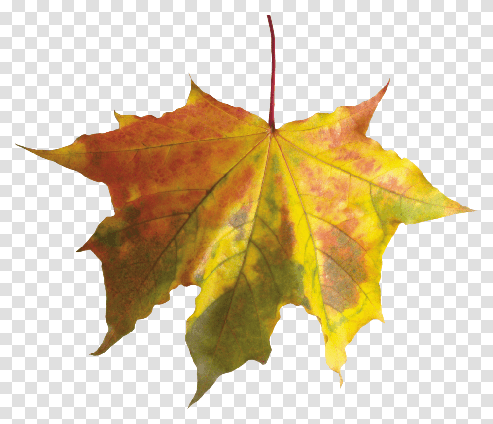 Autumn Leaves Image Purepng Free Cc0 Fall Leaf Without Background, Plant, Tree, Maple, Maple Leaf Transparent Png