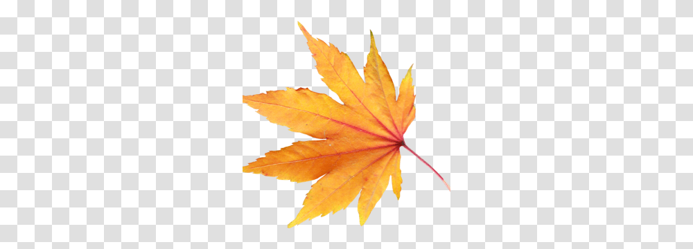 Autumn Leaves Image Web Icons, Leaf, Plant, Tree, Maple Leaf Transparent Png