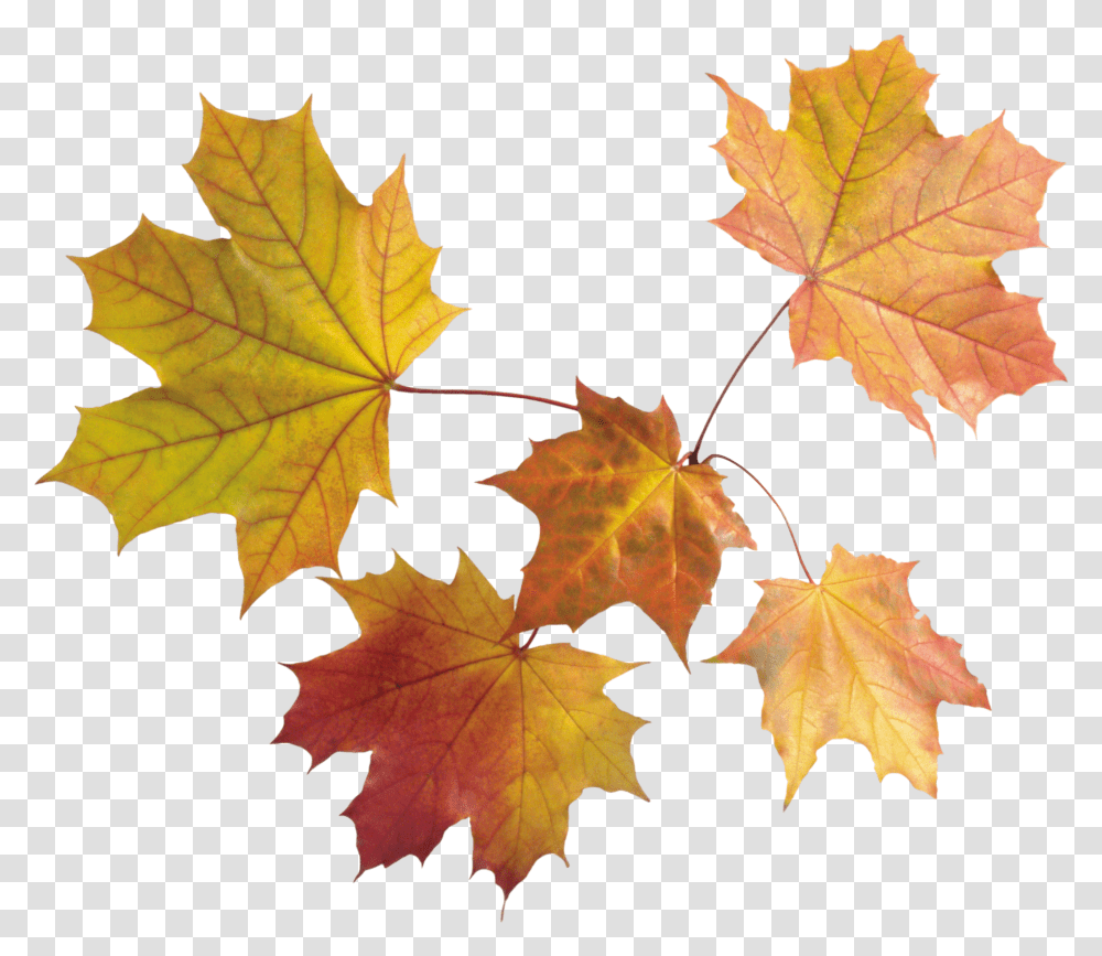 Autumn Leaves Images Free Background Maple Leaves Transparent Png