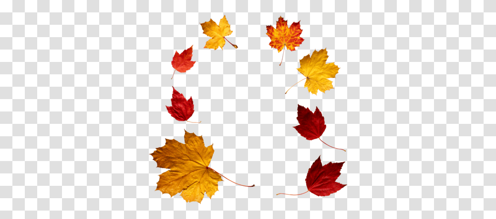 Autumn Leaves Images Free Download, Leaf, Plant, Maple, Tree Transparent Png