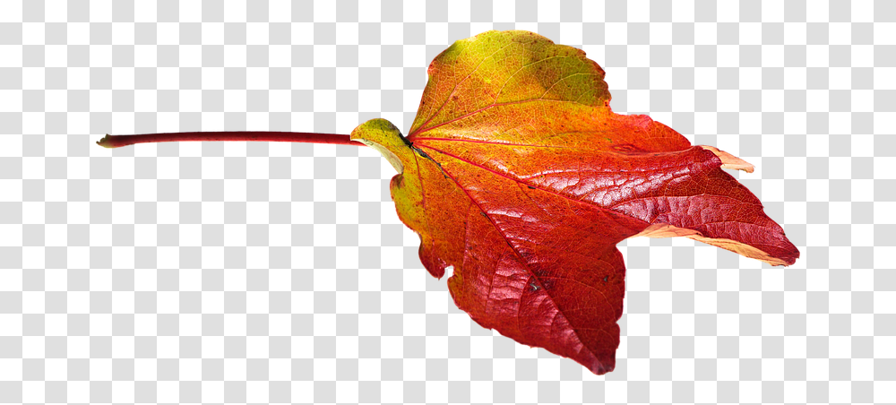 Autumn Leaves Leaf Fall Color Autumn Leaves, Plant, Veins, Tree, Maple Transparent Png