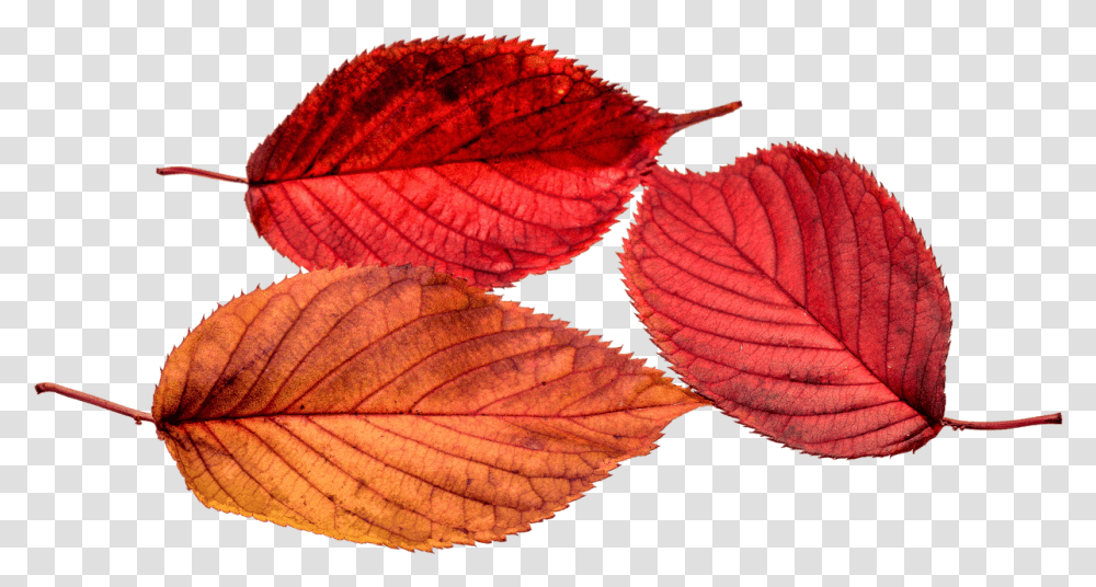 Autumn Leaves Leaf Fall Color Colorful Autumn Leaves, Veins, Plant Transparent Png