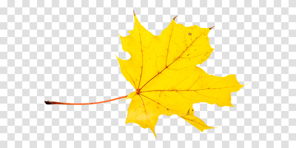Autumn Leaves Leaf Fall Color Maple Leaf, Plant, Tree Transparent Png