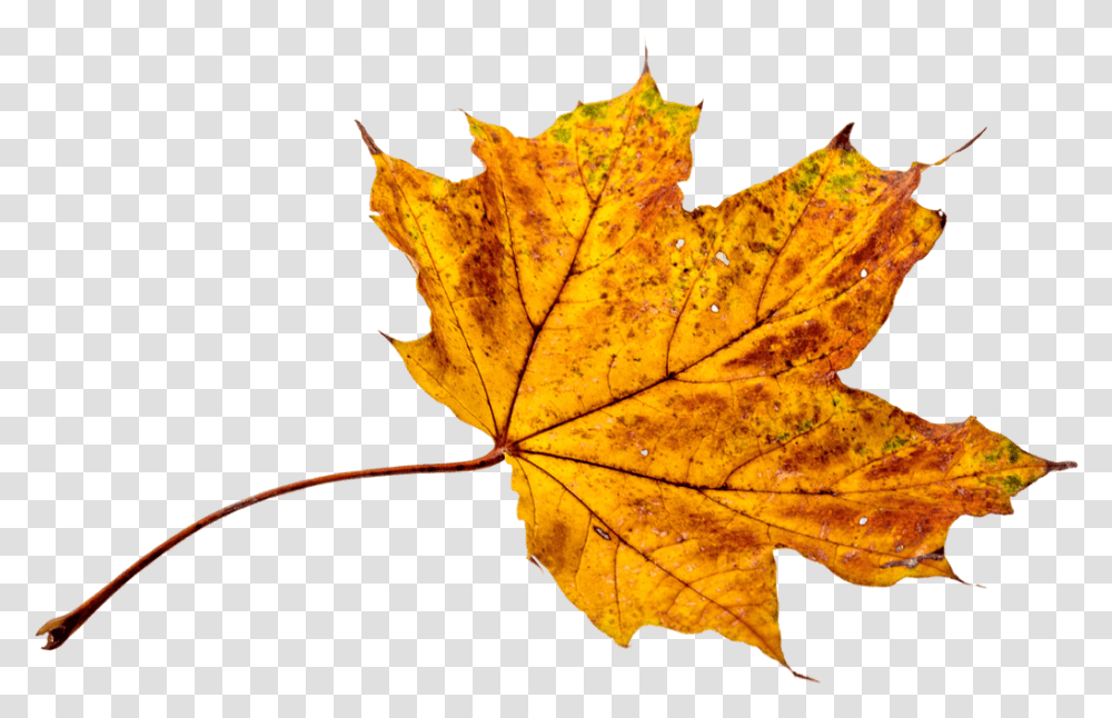 Autumn Leaves Leaf Foglie Autunno, Plant, Tree, Maple, Maple Leaf Transparent Png