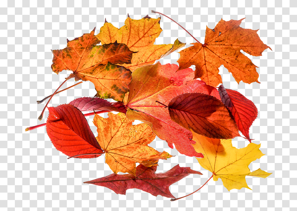 Autumn Leaves Leaf Foglie, Plant, Tree, Maple, Veins Transparent Png