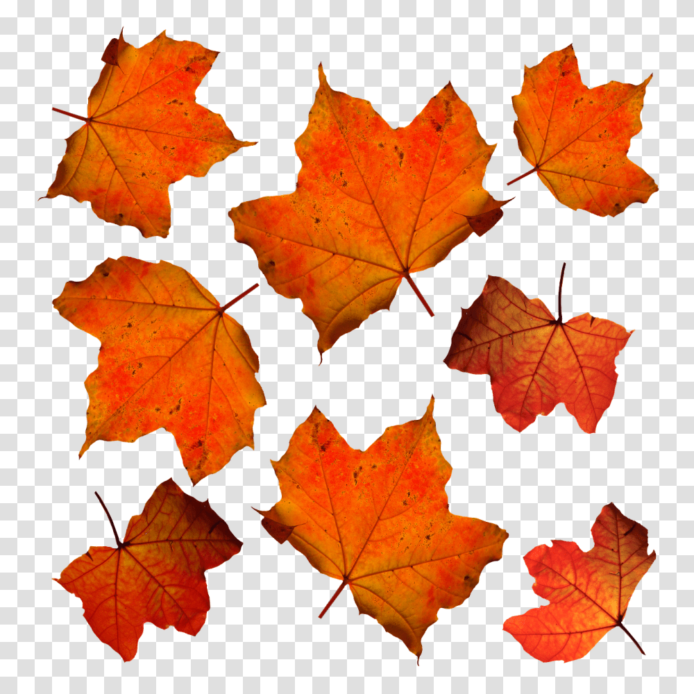 Autumn Leaves Leaf Images Leafs 7png Snipstock Hojas De Color Naranja, Plant, Tree, Maple, Maple Leaf Transparent Png