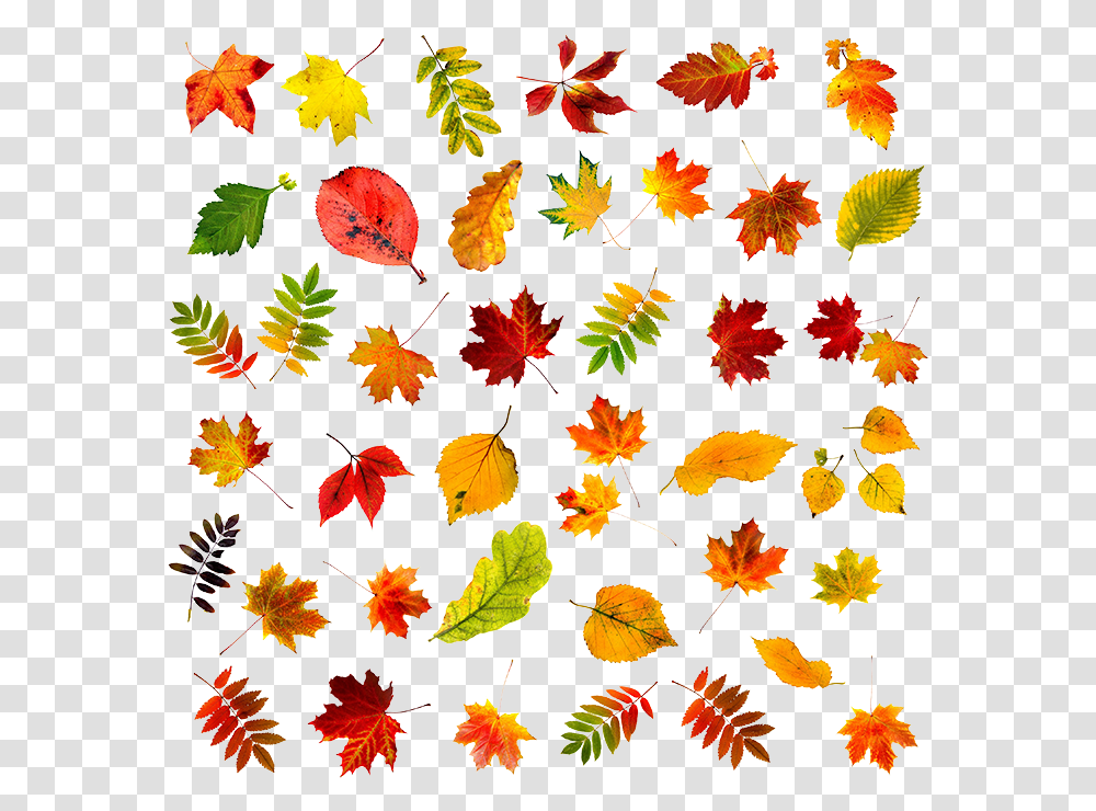 Autumn Leaves, Leaf, Plant, Tree, Maple Leaf Transparent Png