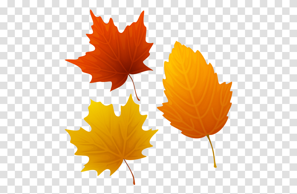 Autumn Leaves, Leaf, Plant, Tree, Maple Leaf Transparent Png