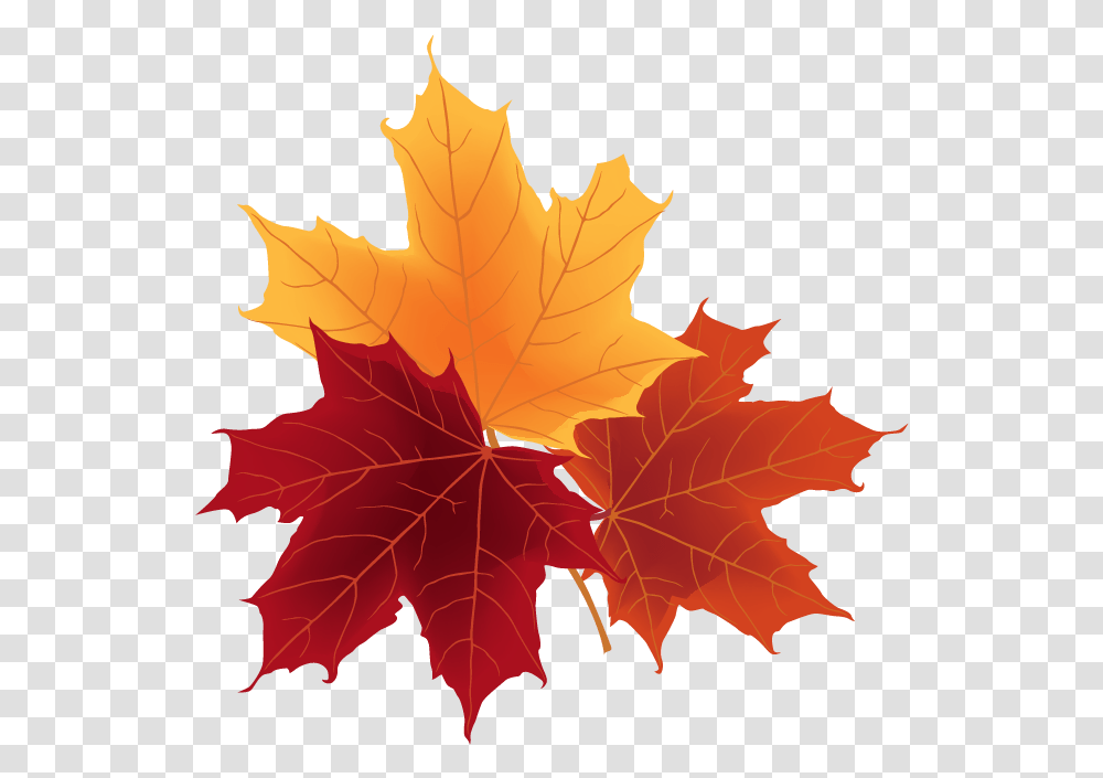 Autumn Leaves, Leaf, Plant, Tree, Maple Transparent Png