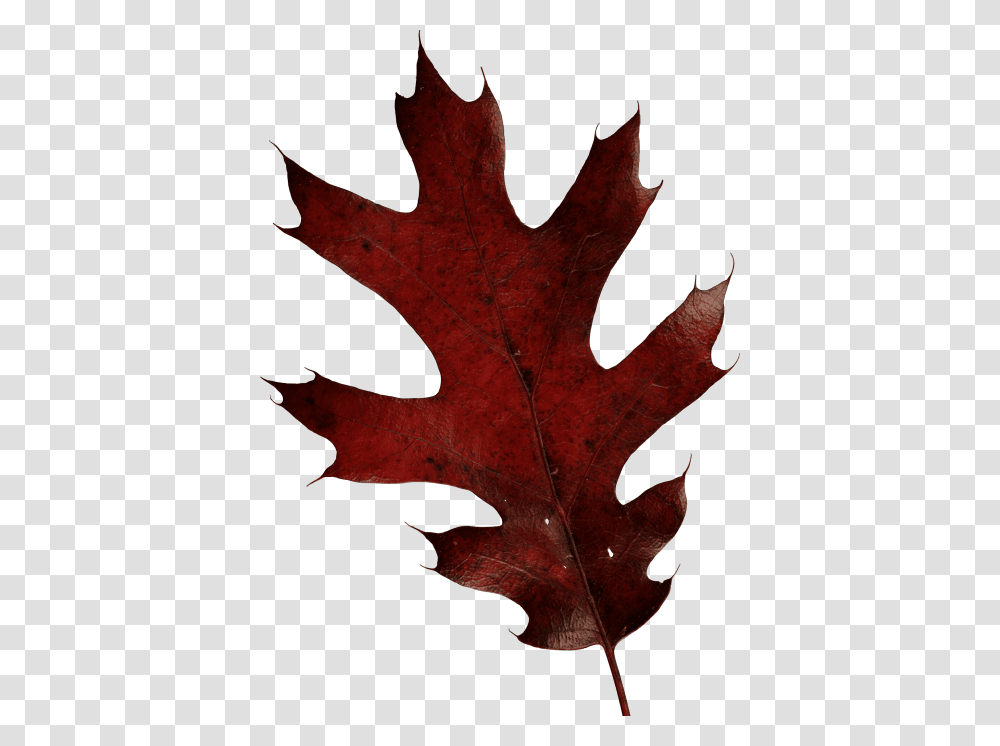 Autumn Leaves, Leaf, Plant, Tree, Maple Transparent Png