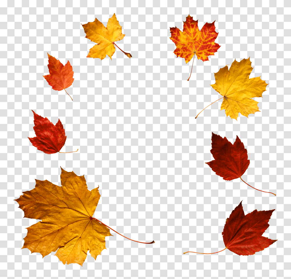 Autumn Leaves, Leaf, Plant, Tree, Maple Transparent Png