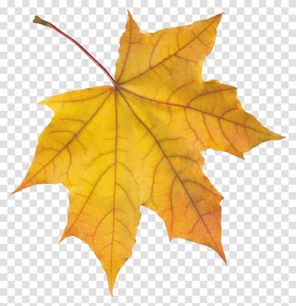 Autumn Leaves, Nature, Leaf, Plant, Tree Transparent Png