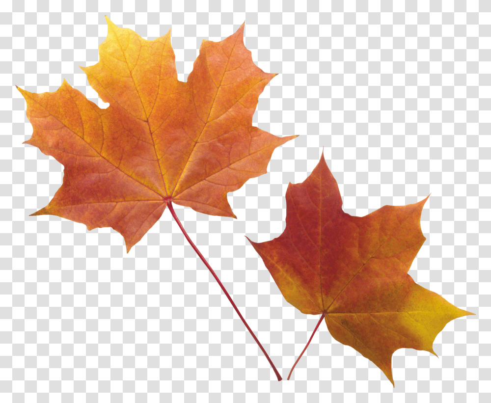 Autumn Leaves, Nature, Leaf, Plant, Tree Transparent Png