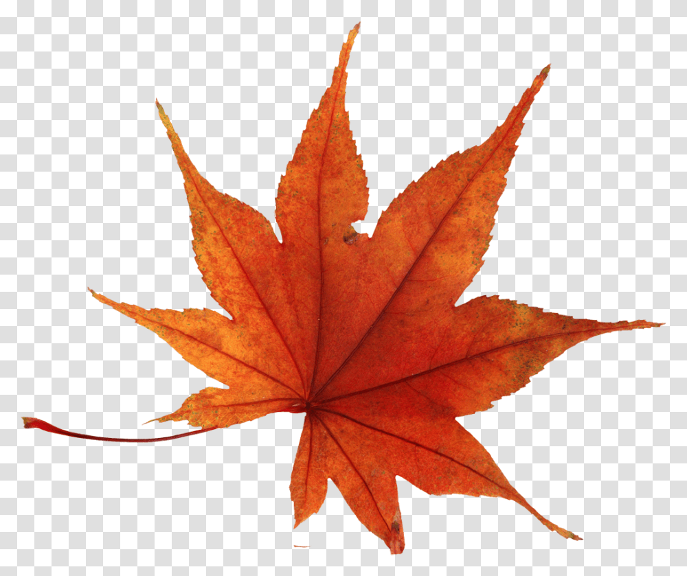 Autumn Leaves, Nature, Leaf, Plant, Tree Transparent Png