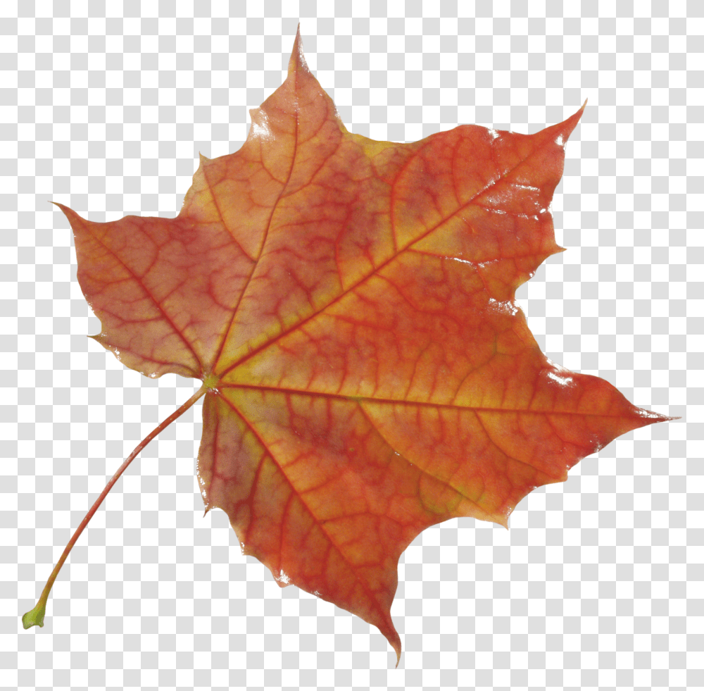 Autumn Leaves, Nature, Leaf, Plant, Tree Transparent Png