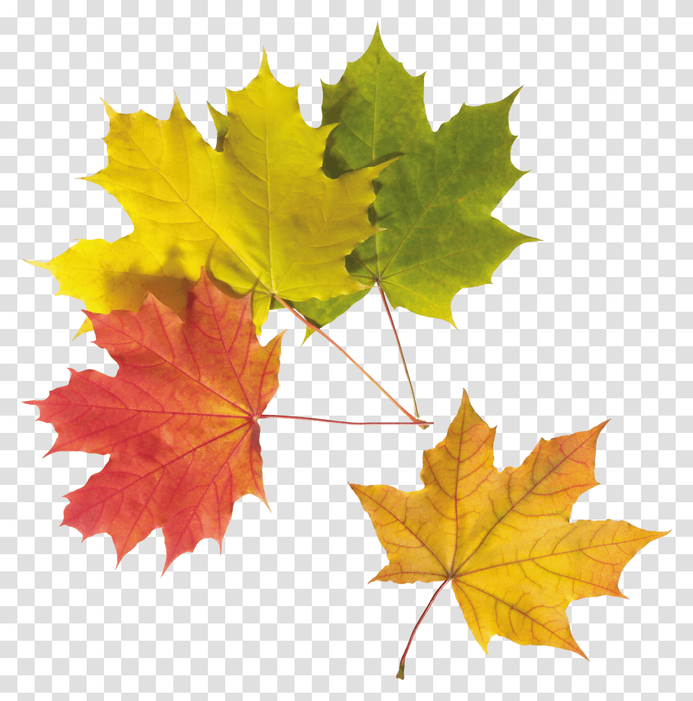 Autumn Leaves, Nature, Leaf, Plant, Tree Transparent Png