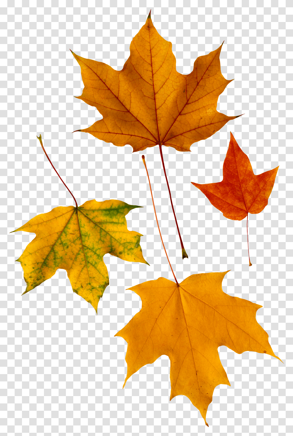 Autumn Leaves, Nature, Leaf, Plant, Tree Transparent Png