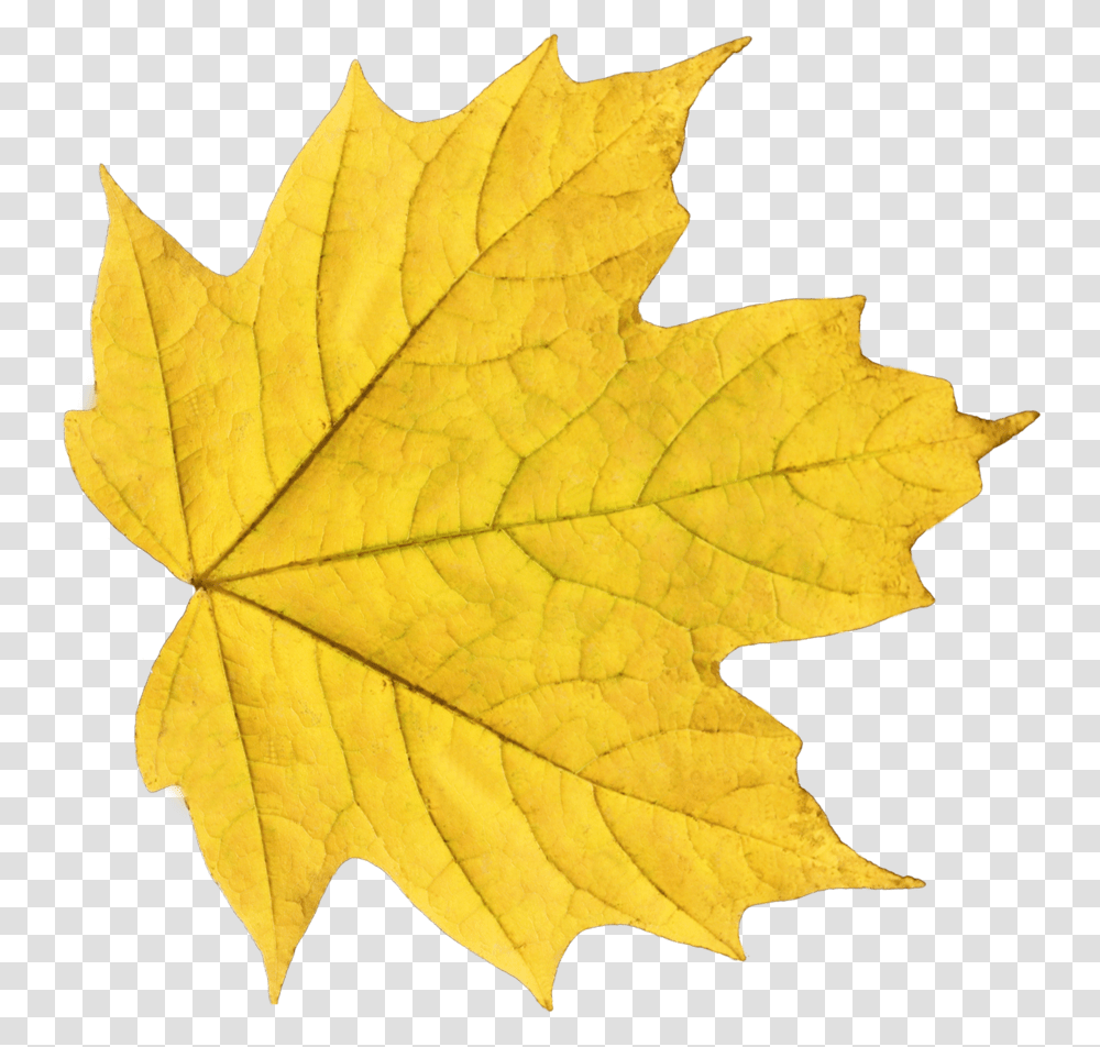 Autumn Leaves, Nature, Leaf, Plant, Tree Transparent Png