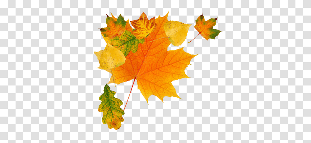 Autumn Leaves, Nature, Leaf, Plant, Tree Transparent Png