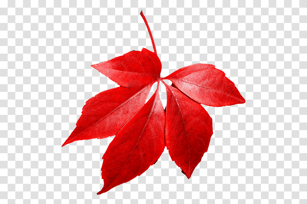 Autumn Leaves, Nature, Leaf, Plant, Tree Transparent Png