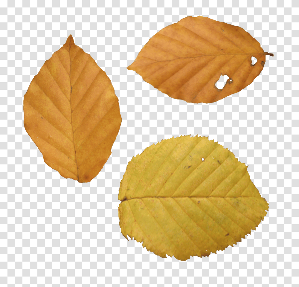 Autumn Leaves, Nature, Leaf, Plant, Veins Transparent Png