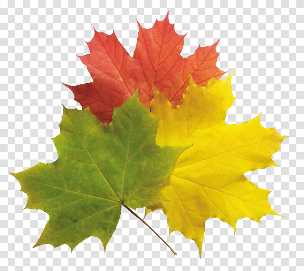 Autumn Leaves, Nature Transparent Png