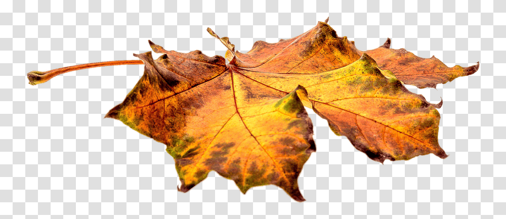 Autumn Leaves On The Ground, Leaf, Plant, Tree, Veins Transparent Png