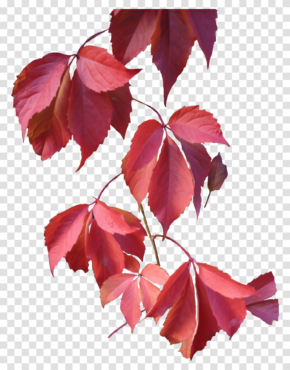 Autumn Leaves Pink, Leaf, Plant, Tree, Maple Transparent Png
