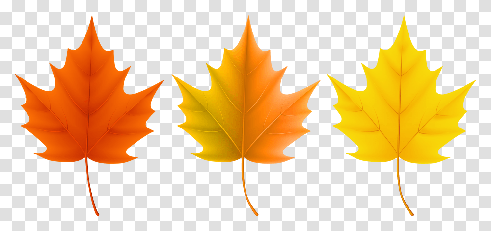 Autumn Leaves Set Clip Art Image Is Available, Leaf, Plant, Maple Leaf, Tree Transparent Png
