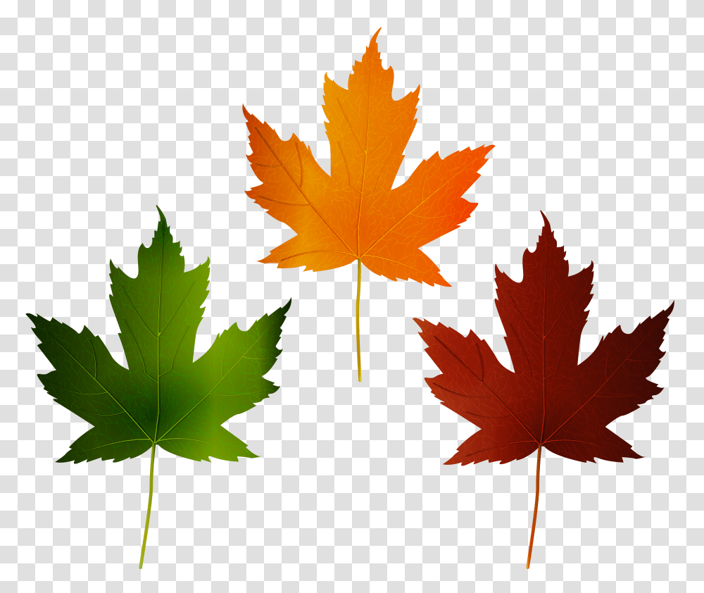 Autumn Leaves Set Clip Art Transparent Png