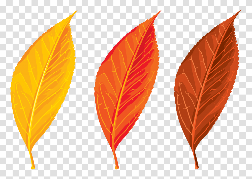 Autumn Leaves Set Clipart, Leaf, Plant, Veins Transparent Png