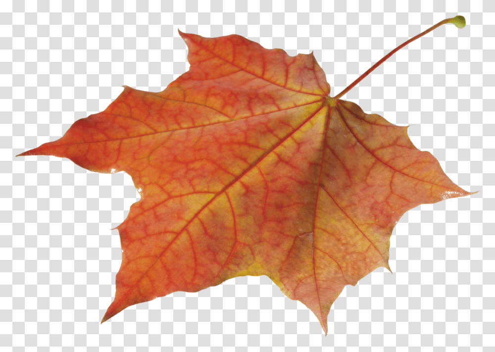 Autumn Leaves Solo Left Autumn Leave, Leaf, Plant, Tree, Maple Transparent Png