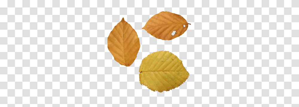 Autumn Leaves Web Icons, Leaf, Plant, Tennis Ball, Sport Transparent Png
